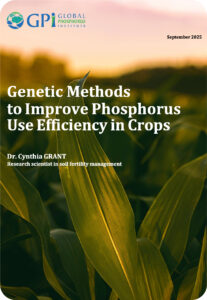 Genetic methods to improve phosphorus use efficiency in crops